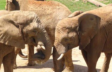 Eléphants d'Afrique