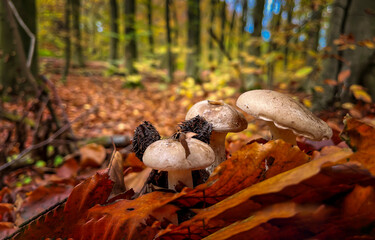 mushrooms in autumn forest