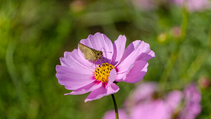 Obraz premium 蝶がとまるコスモスの花