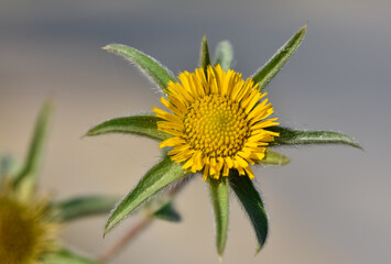wild plants. self-growing yellow flowers in nature.