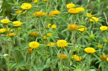 wild plants. self-growing yellow flowers in nature.