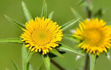 wild plants. self-growing yellow flowers in nature.