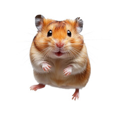 A close-up photograph of an orange hamster with large eyes and long whiskers looking directly at the camera.