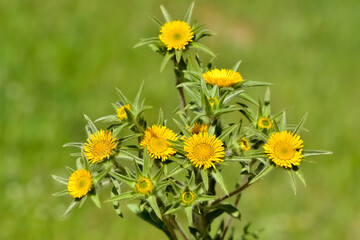 Obraz premium wild plants. self-growing yellow flowers in nature.