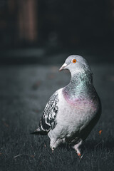 pigeon on the ground