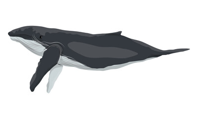 Fototapeta premium Humpback whale. Megaptera novaeangliae. Realistic Vector animals