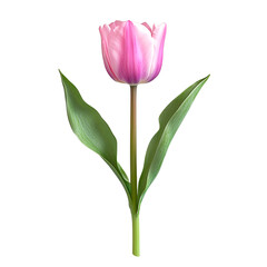 A Single Pink and White Tulip.