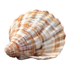 Fototapeta premium A large shell with brown and white stripes.