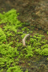 Oxidus gracilis or dung star, a small millipede animal in the family paradoxosomatidae, Oxidus gracilis walks on damp moss