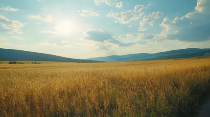 summer view from the car on the road