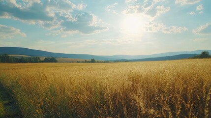 summer view from the car on the road