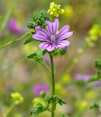 peaceful flowers and natural environment in nature