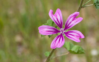 peaceful flowers and natural environment in nature