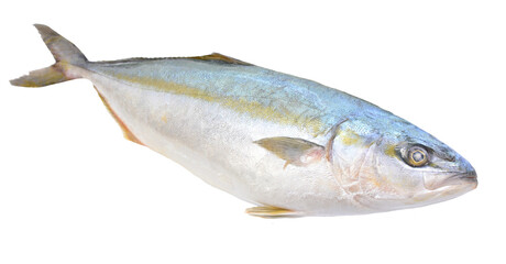Fish yellowtai on white background (Japanese amberjack) isolated