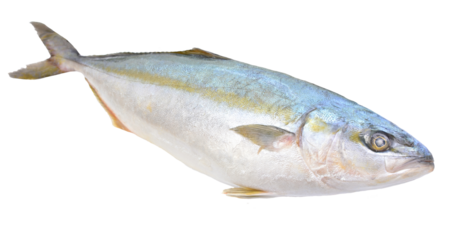 Fish yellowtai on white background (Japanese amberjack) isolated