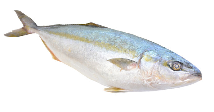 Fish yellowtai on white background (Japanese amberjack) isolated