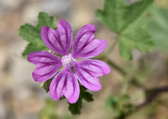 peaceful flowers and natural environment in nature