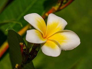 Plumeria flower