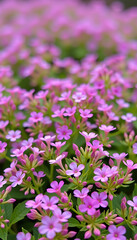 Cress Flower Breeze - Cress flowers swaying in a gentle breeze in a herb garden. background copyspace