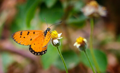 Butterfly on a flower