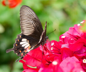 Butterfly on a flower