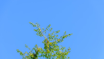 青空に伸びる緑の葉