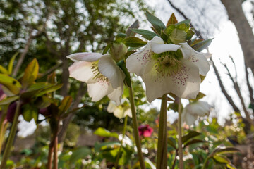 クリスマスローズの白い花