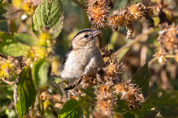 chaffinch in a bush