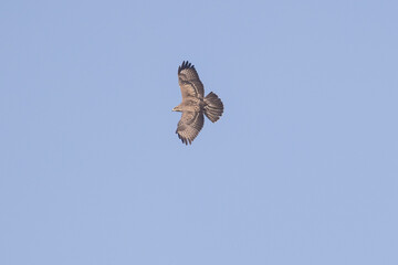 common buzzard in flight