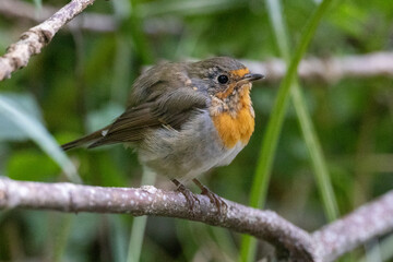 european robin on a branch