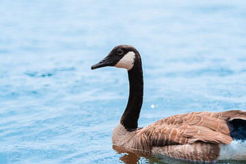 Canadian Goose Floating in a Calm Lake with Reflections of Blue Water
