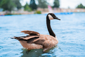 Peaceful Canada Goose Swimming Gracefully on a Tranquil Lake Surface