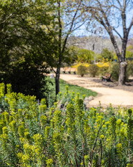 Vibrant green plants blooming in a sunlit park, surrounded by lush trees, a winding dirt path, and serene benches in a peaceful natural setting