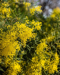 Bright yellow blooms of a wattle tree stand out against lush green foliage, bathed in sunlight. A vibrant close-up celebrating the beauty of spring in full bloom.