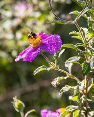 Vibrant purple wildflower with a bright yellow center hosts a busy bee collecting pollen, surrounded by lush green leaves and soft-focus background foliage
