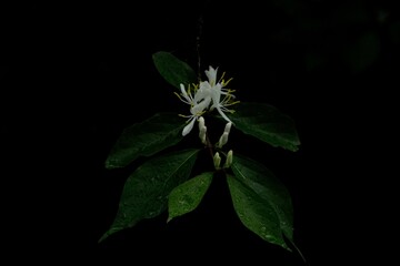 Honeysuckle Blossom
