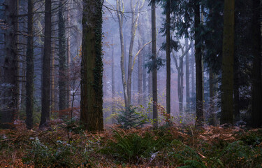 Obraz premium morning in misty forest
