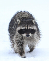 Raccoon trudging through snow, its fur bristled against the cold, eyes locked on the camera in a stark, wintry landscape, ideal for wildlife and nature themes.