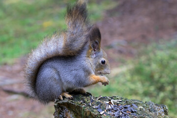 A wild forest squirrel sits on an old tree stump feeding on raw seeds.