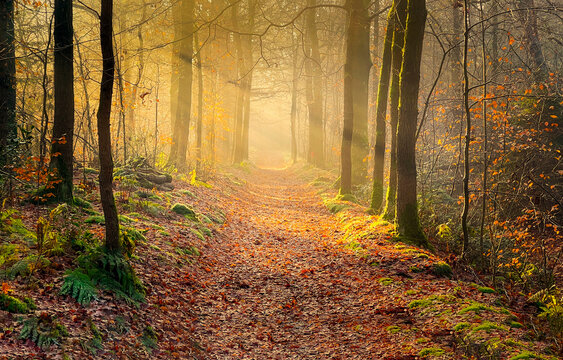 path in autumn forest