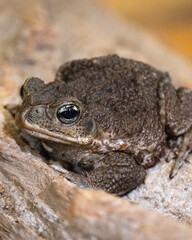 Close-up of a textured toad resting on a rough, earthy surface, showcasing its detailed, bumpy skin and reflective eyes in a natural environment
