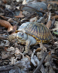 A close-up of a turtle with a detailed patterned shell and textured skin, crawling on a bed of dry leaves and twigs in a natural forest setting