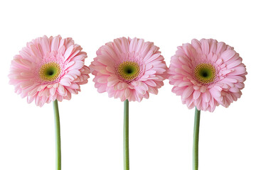 three pink gerber on transparen background