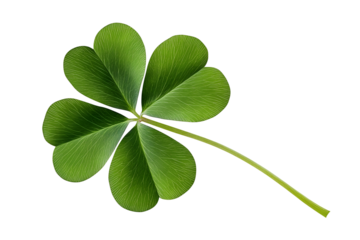 Green four leaf clover png isolated on transparent background