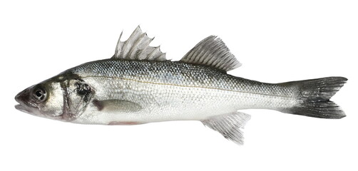 European seabass, Dicentrarchus labrax, isolated on white, clipping