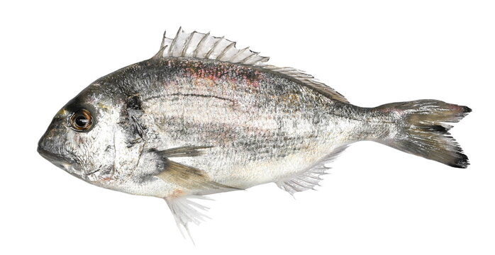 Gilt-head bream or silver seabream (Sparus aurata) isolated on white