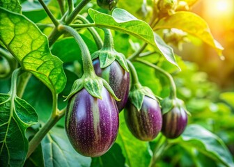 Green Eggplant Plant Closeup, Organic Farming,  Vegetable Photography,  Culinary Photography,  Food Photography, Eggplant Leaves