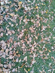 background of leaves