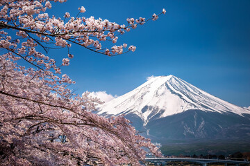 Beautiful view of Sakura Park and Mt. Fuji