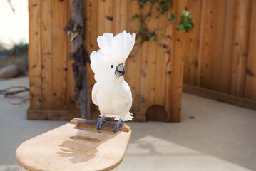 White cockatoo with an impressive crest perched on a wooden stand, set against a rustic wooden...
